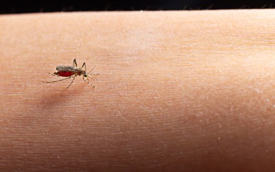 Sarandi mantém situação de estabilidade nos casos de dengue, aponta Boletim Epidemiológico